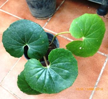 [Foto de planta, jardin, jardineria]