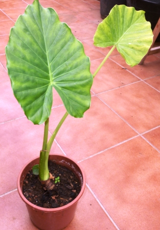 [Foto de planta, jardin, jardineria]