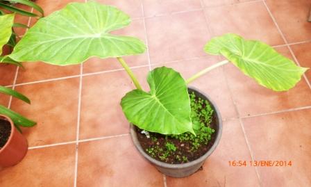 [Foto de planta, jardin, jardineria]