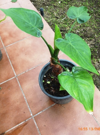 [Foto de planta, jardin, jardineria]