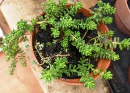 [Foto de planta, jardin, jardineria]