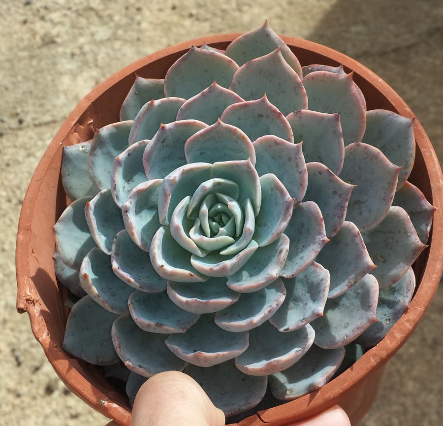 [Foto de planta, jardin, jardineria]
