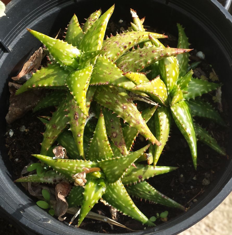 [Foto de planta, jardin, jardineria]