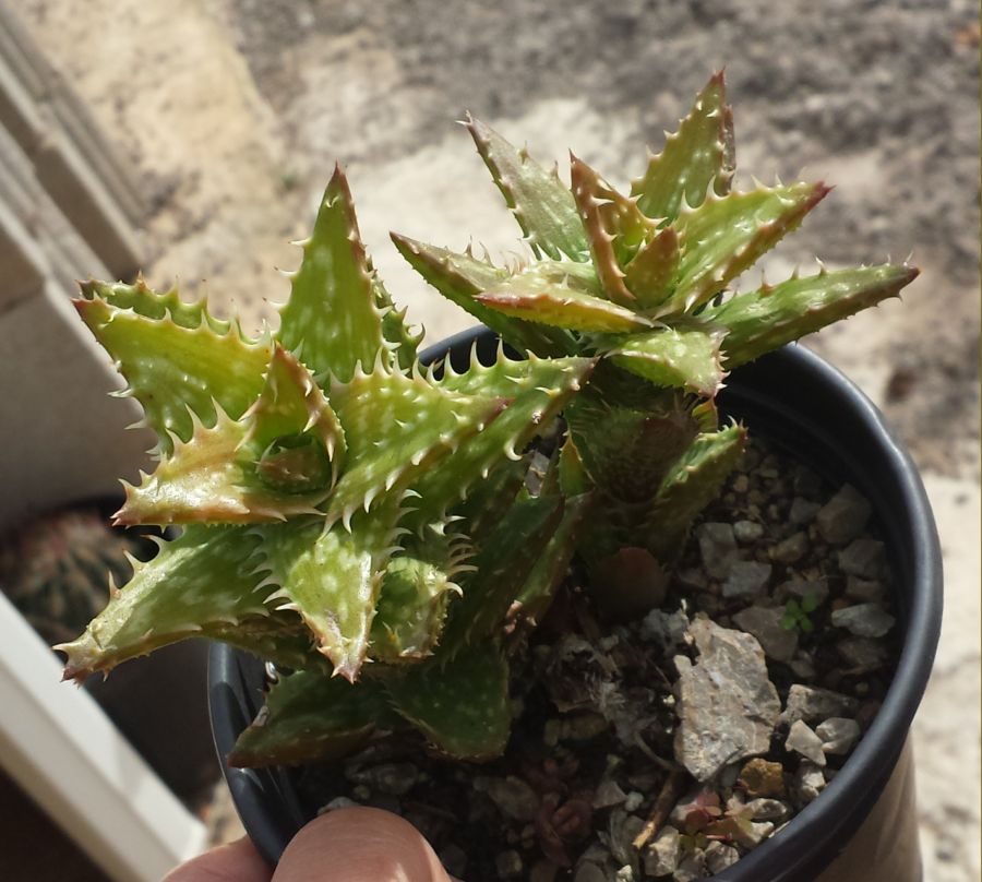 [Foto de planta, jardin, jardineria]