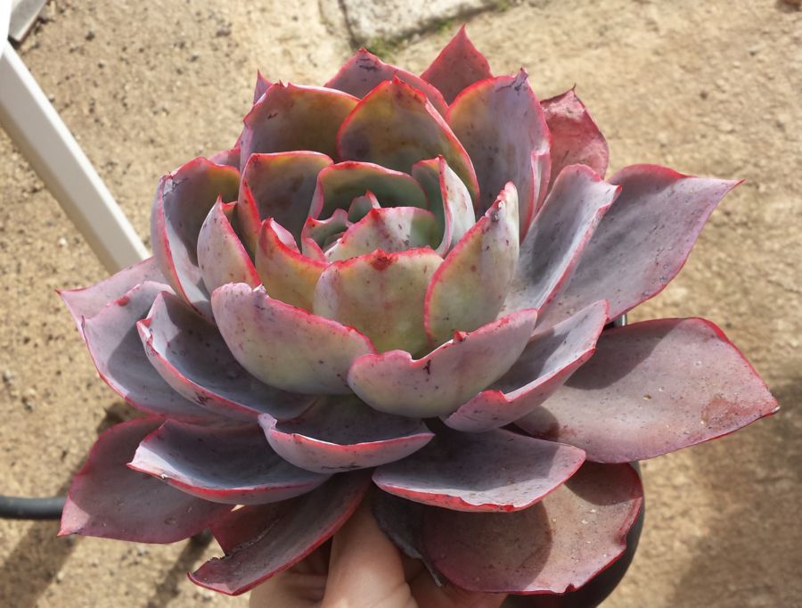 [Foto de planta, jardin, jardineria]