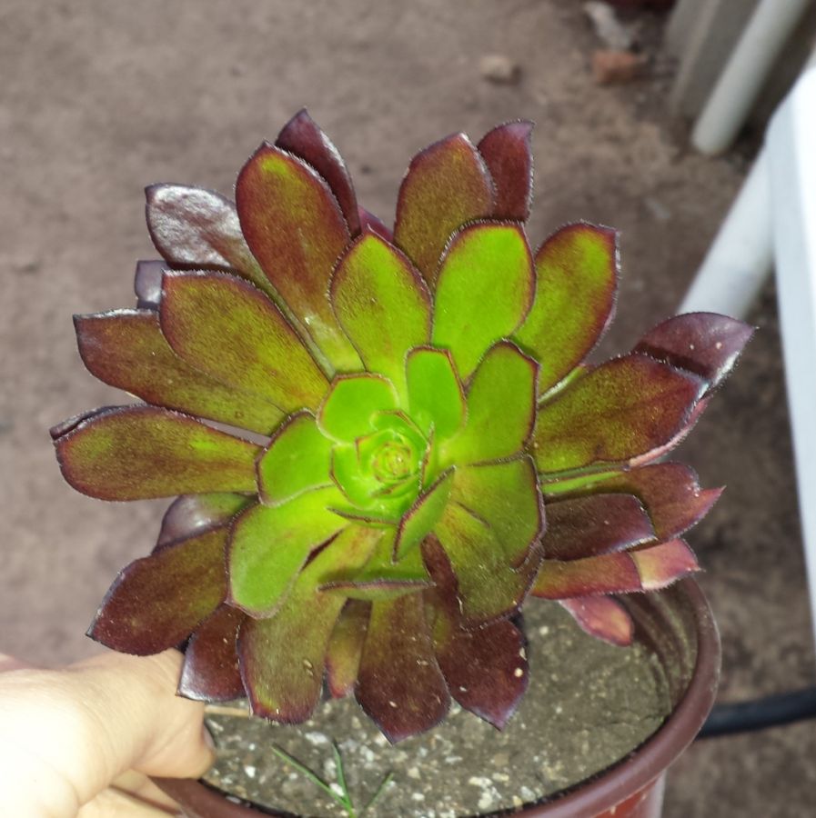 [Foto de planta, jardin, jardineria]