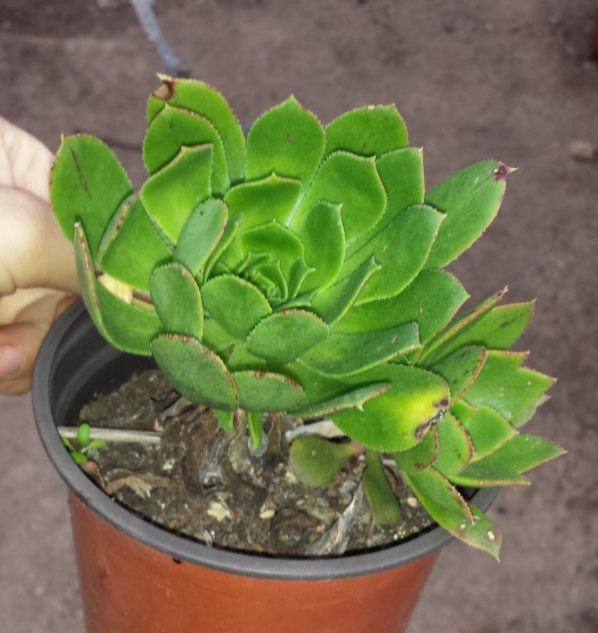 [Foto de planta, jardin, jardineria]