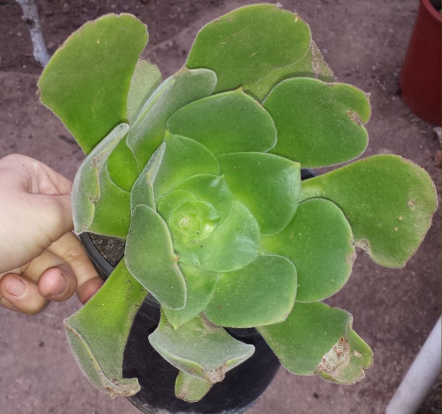 [Foto de planta, jardin, jardineria]