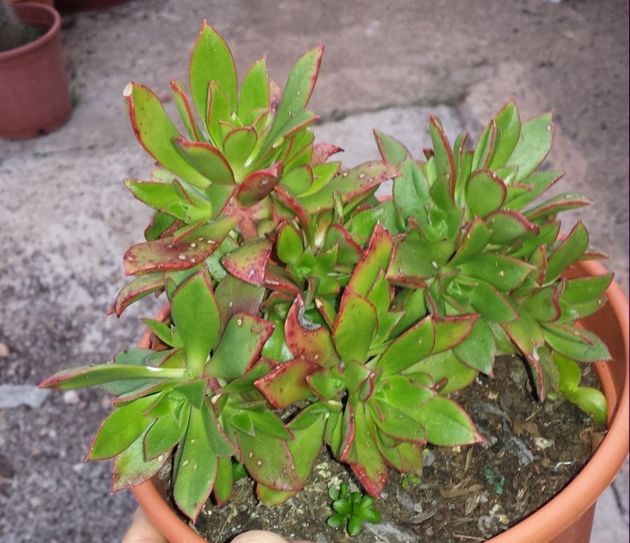 [Foto de planta, jardin, jardineria]