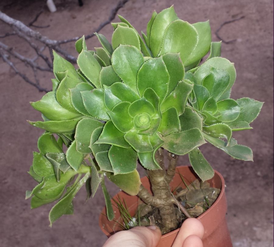 [Foto de planta, jardin, jardineria]