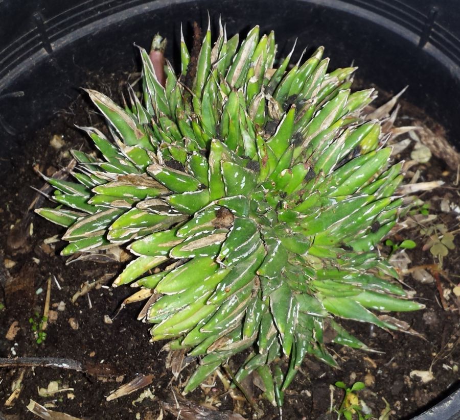 [Foto de planta, jardin, jardineria]