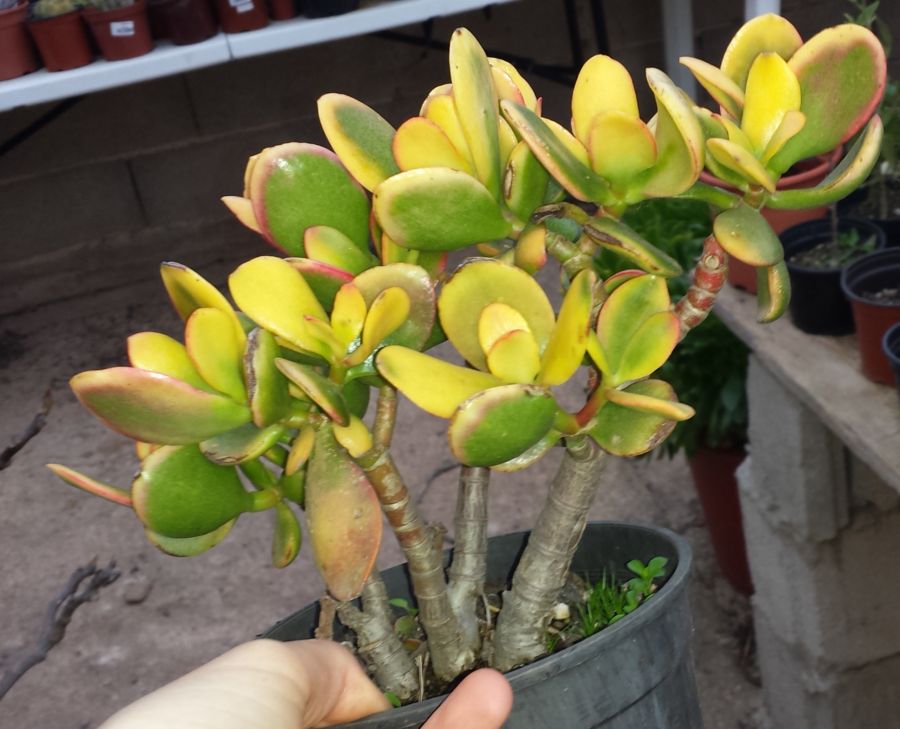 [Foto de planta, jardin, jardineria]