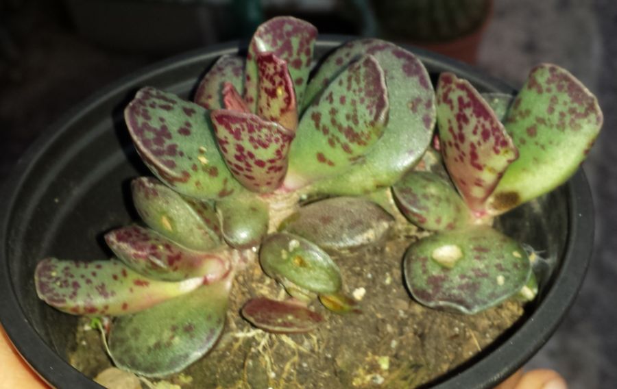 [Foto de planta, jardin, jardineria]