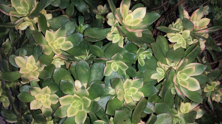 [Foto de planta, jardin, jardineria]