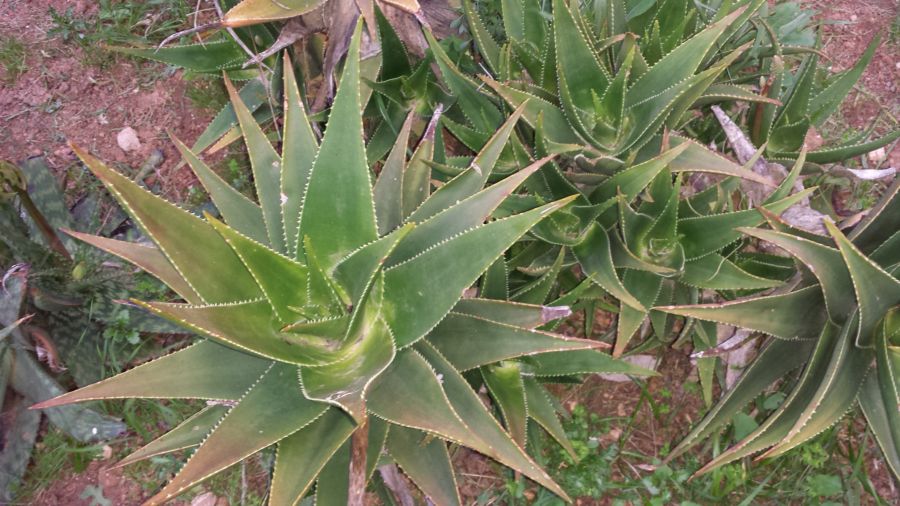[Foto de planta, jardin, jardineria]