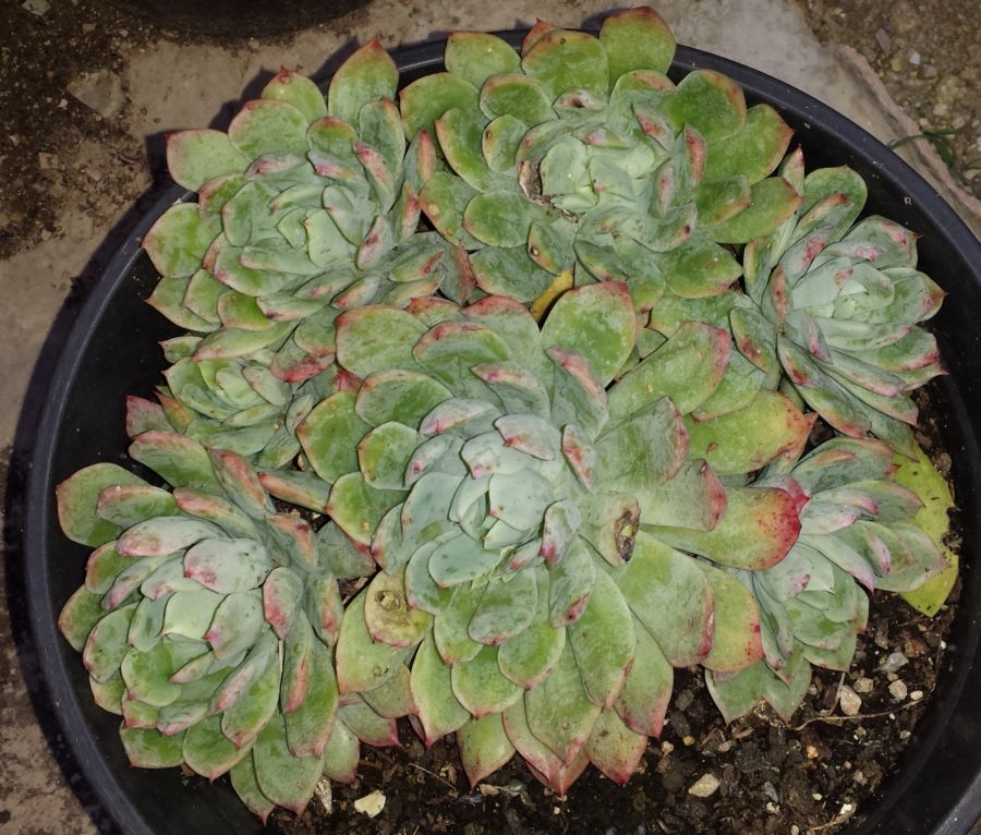 [Foto de planta, jardin, jardineria]