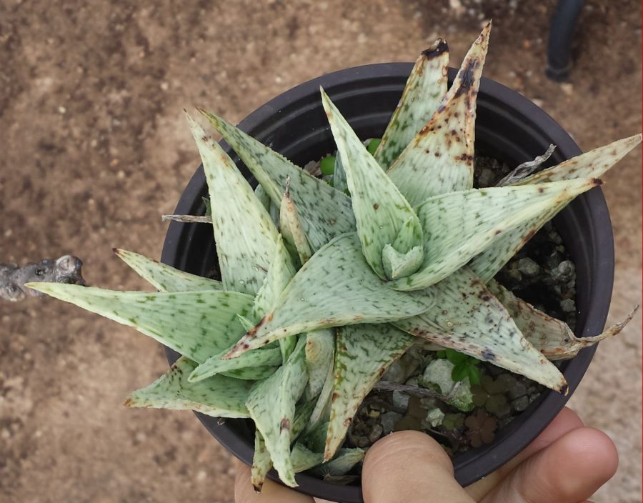 [Foto de planta, jardin, jardineria]