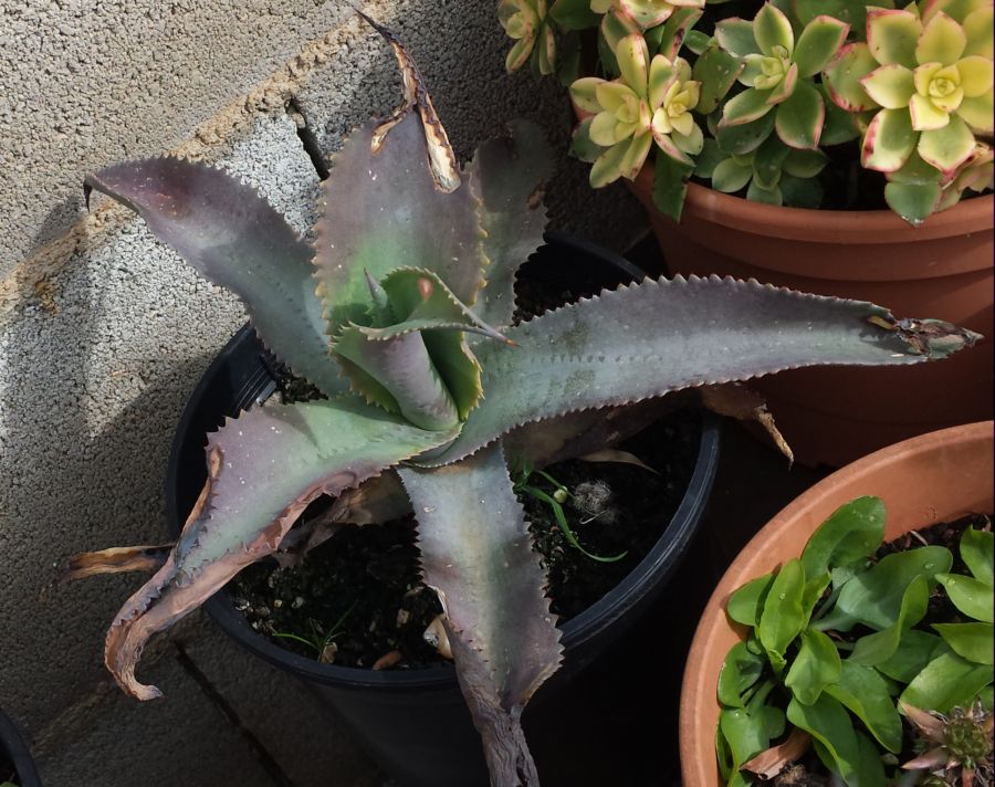 [Foto de planta, jardin, jardineria]