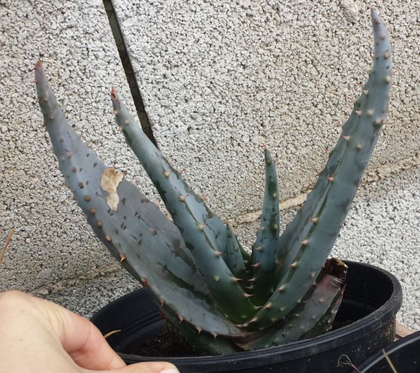 [Foto de planta, jardin, jardineria]