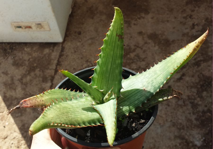 [Foto de planta, jardin, jardineria]