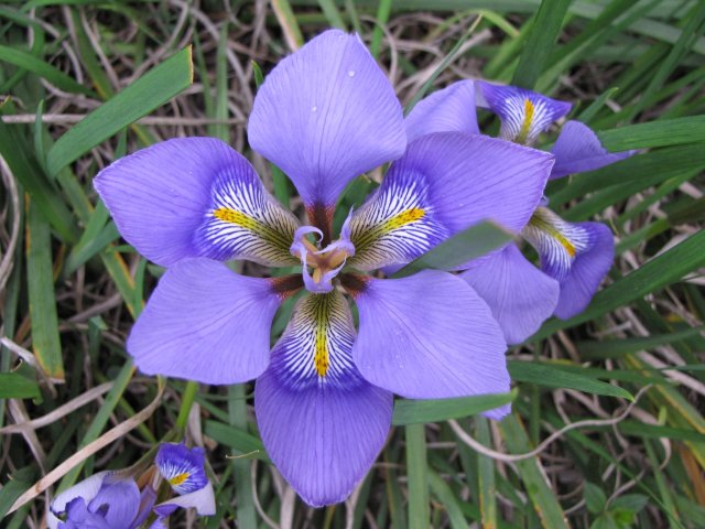 [Foto de planta, jardin, jardineria]