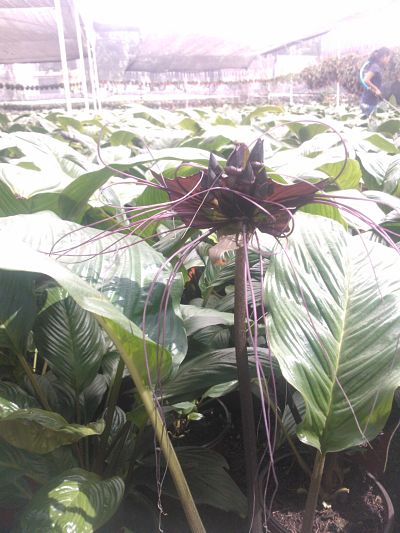 [Foto de planta, jardin, jardineria]
