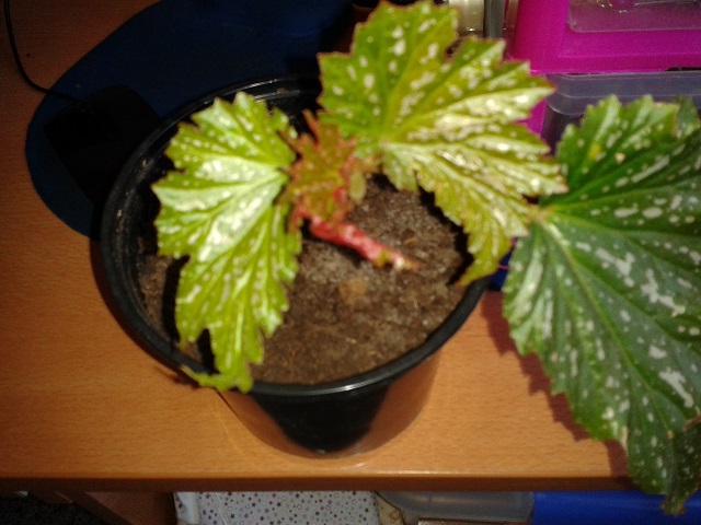 [Foto de planta, jardin, jardineria]
