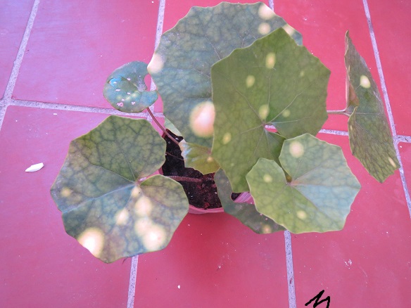 [Foto de planta, jardin, jardineria]