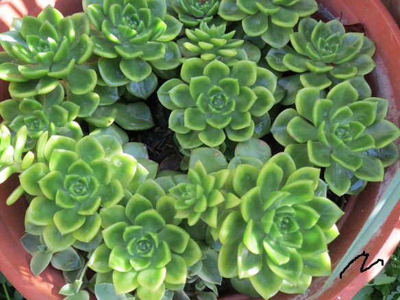 [Foto de planta, jardin, jardineria]