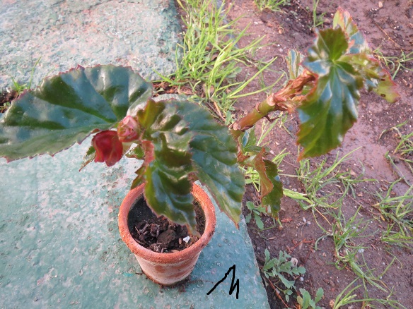 [Foto de planta, jardin, jardineria]