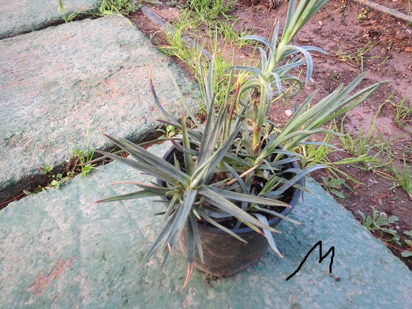 [Foto de planta, jardin, jardineria]
