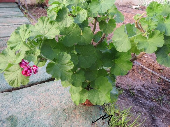 [Foto de planta, jardin, jardineria]