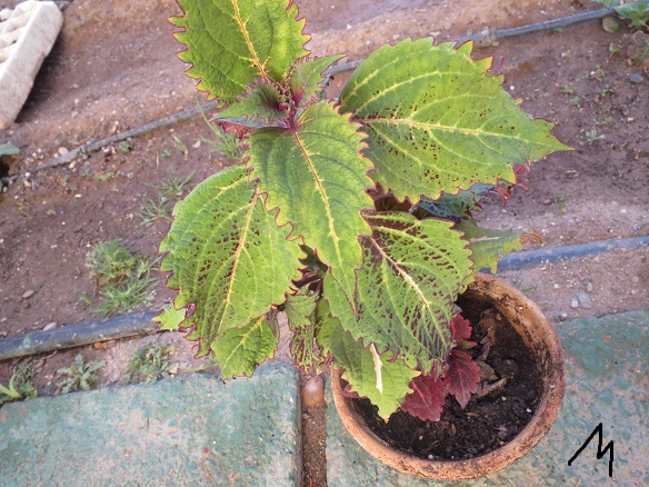[Foto de planta, jardin, jardineria]