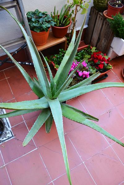 [Foto de planta, jardin, jardineria]