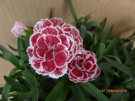 [Foto de planta, jardin, jardineria]