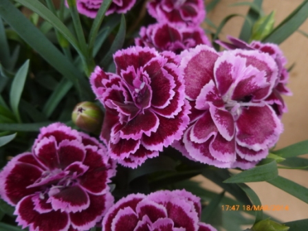 [Foto de planta, jardin, jardineria]
