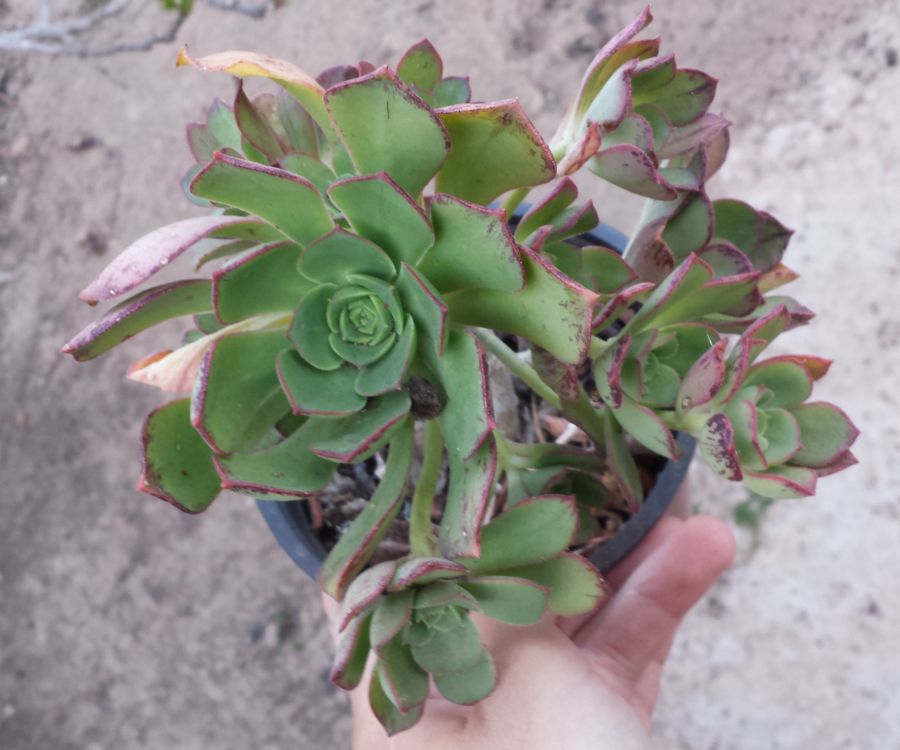 [Foto de planta, jardin, jardineria]