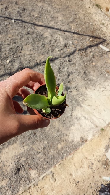 [Foto de planta, jardin, jardineria]