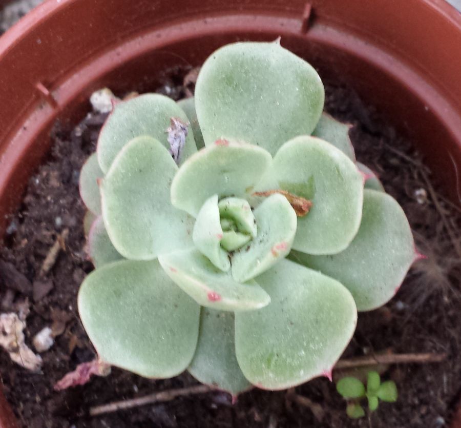 [Foto de planta, jardin, jardineria]