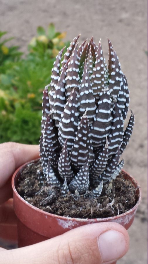 [Foto de planta, jardin, jardineria]