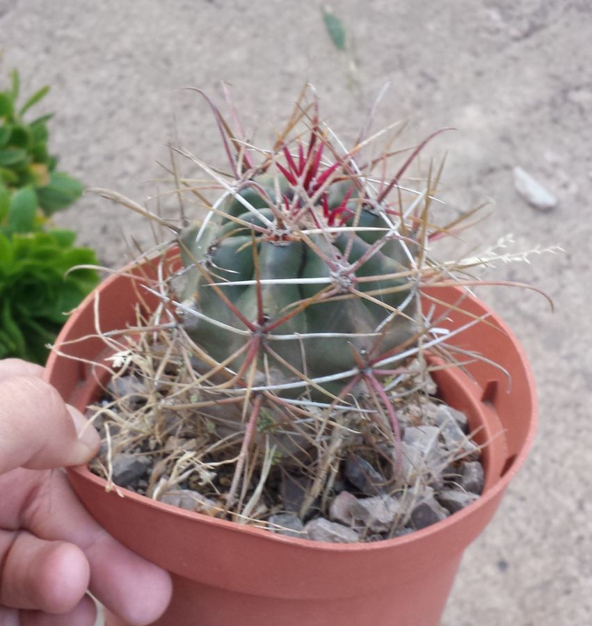 [Foto de planta, jardin, jardineria]