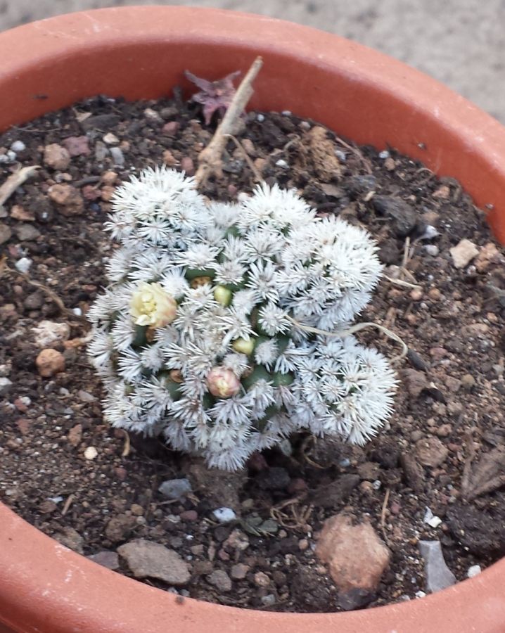 [Foto de planta, jardin, jardineria]