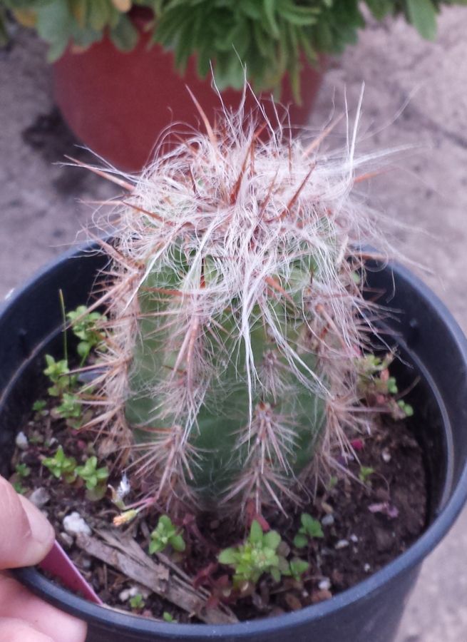 [Foto de planta, jardin, jardineria]