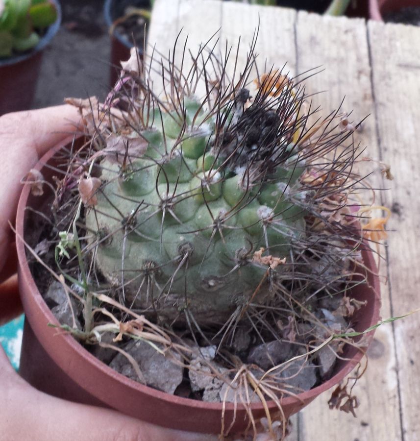 [Foto de planta, jardin, jardineria]