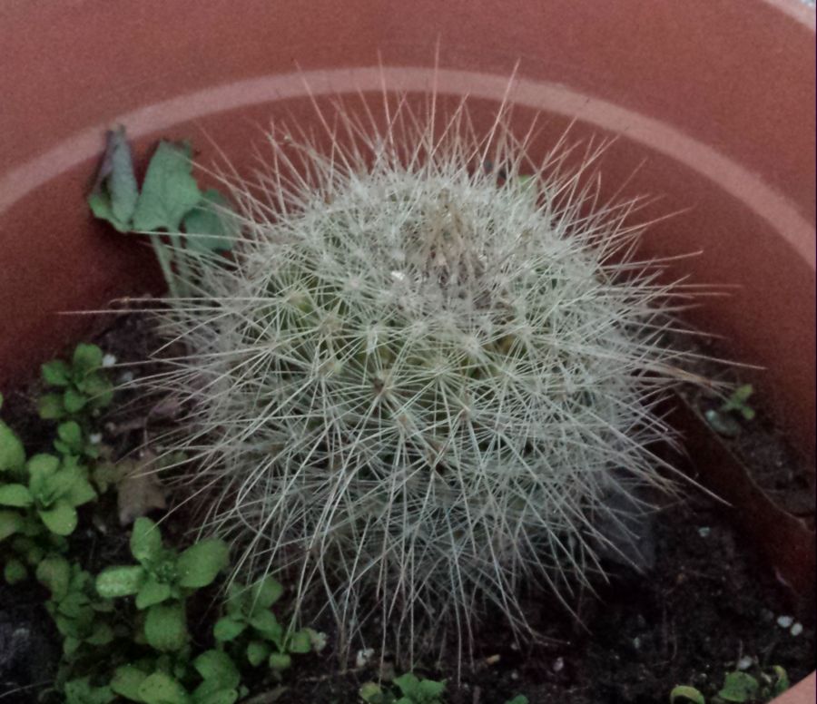 [Foto de planta, jardin, jardineria]
