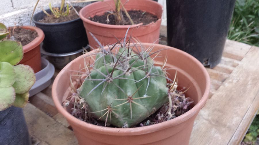 [Foto de planta, jardin, jardineria]