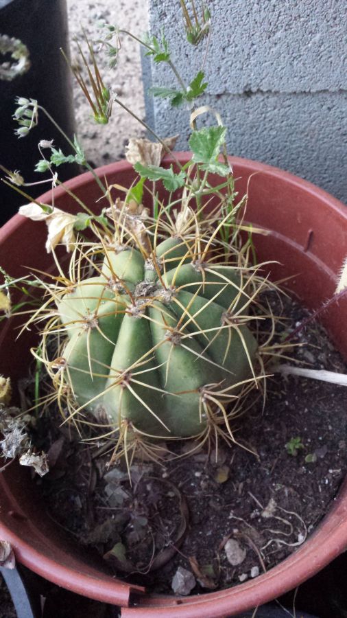 [Foto de planta, jardin, jardineria]