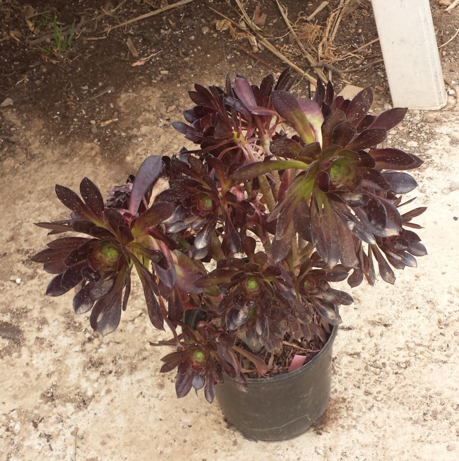 [Foto de planta, jardin, jardineria]