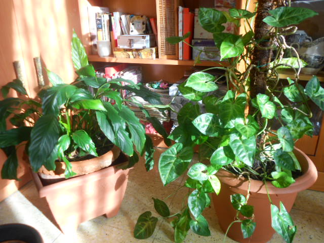 [Foto de planta, jardin, jardineria]