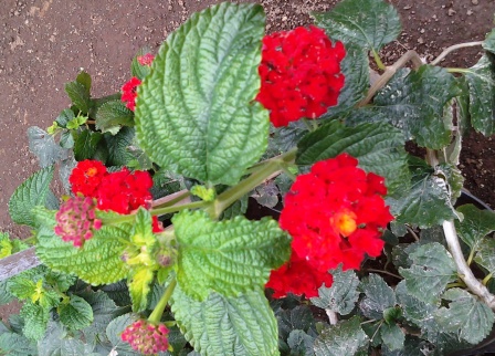 [Foto de planta, jardin, jardineria]